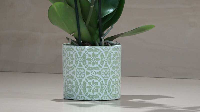 Orchidea Phalaenopsis bianca