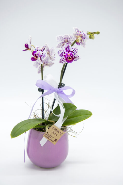 Orchidea piccola lilla