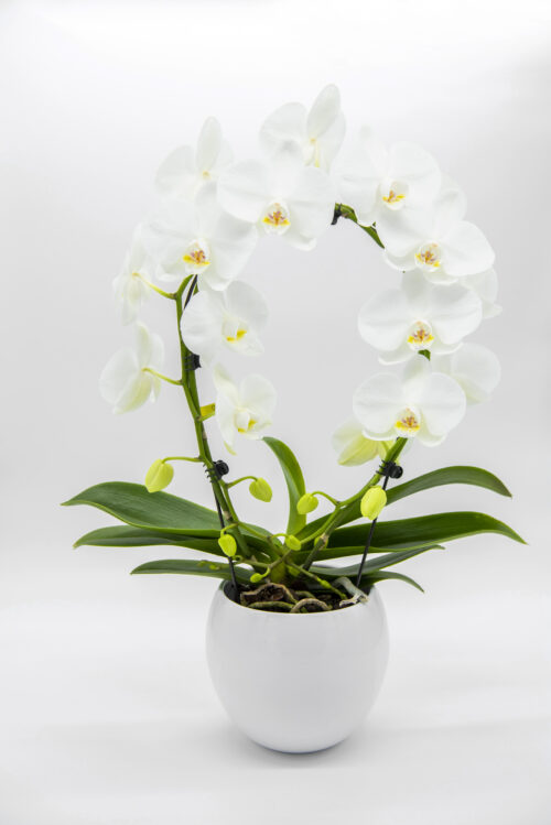 Orchidea bianca ad archetto
