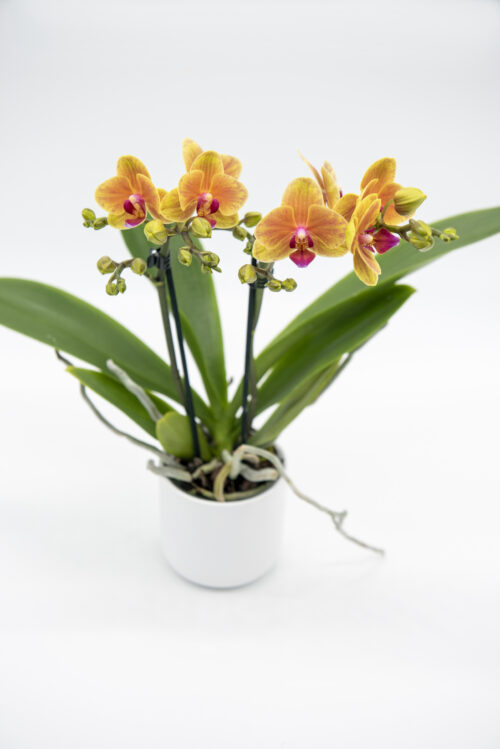 Orchidea piccola arancione