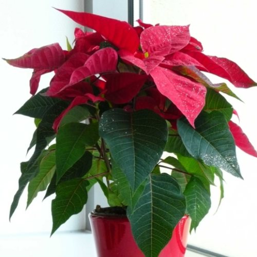 Stella di Natale rossa Grande