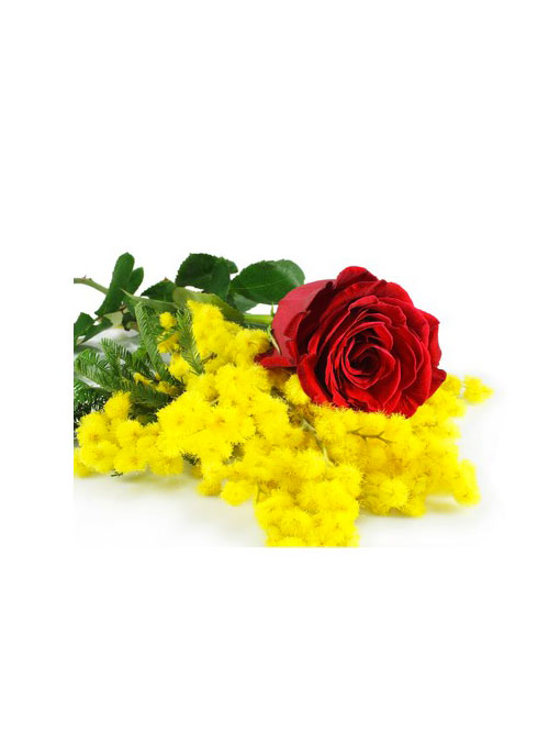Una rosa rossa con Mimosa grande