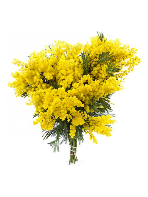 Mazzo grande di mimosa