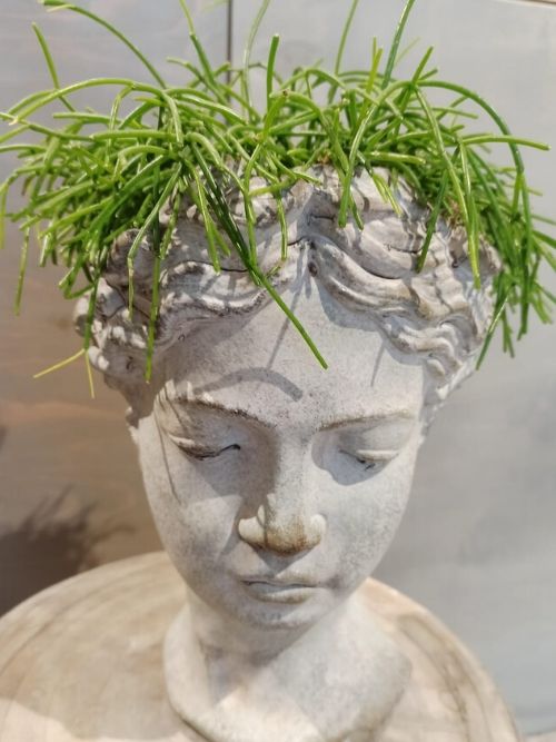 Testa greca bianca con Rhipsalis