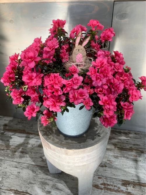 Azalea con coprivaso