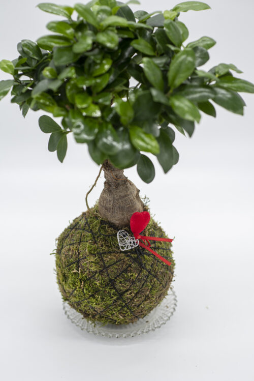 Kokedama Ginseng