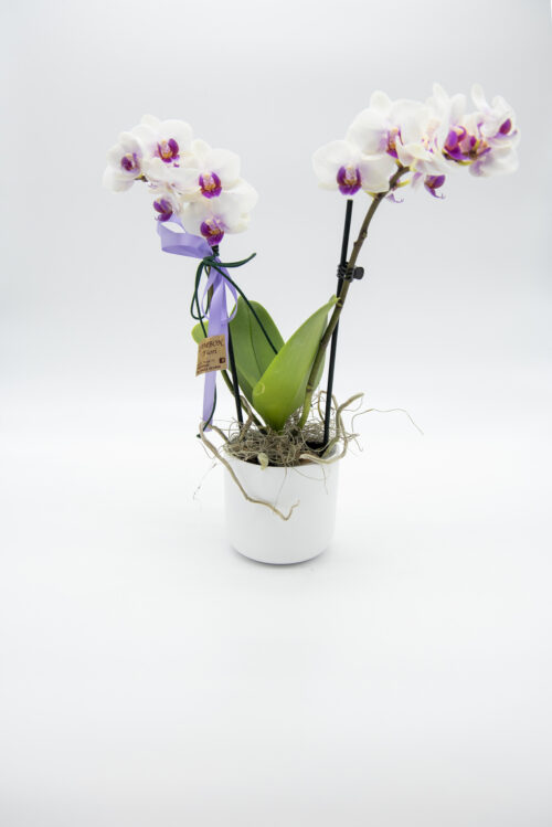 Orchidea piccola bianca e viola