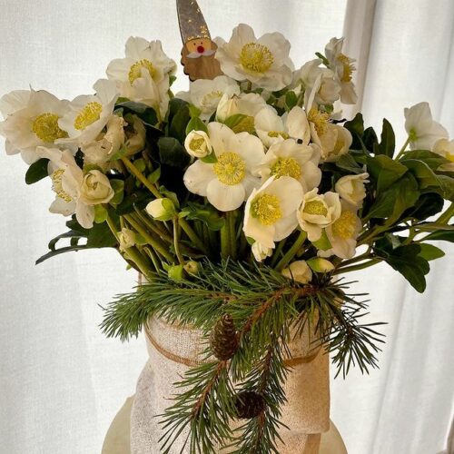 Pianta di Helleborus Bianco