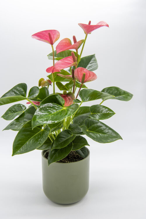 Pianta di Anthurium con coprivaso